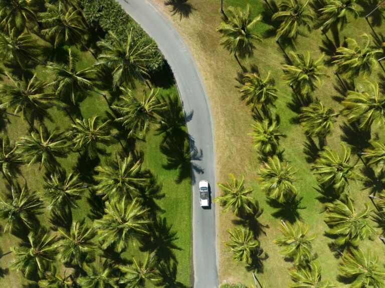 Vue aérienne voiture route palmiers tropicaux