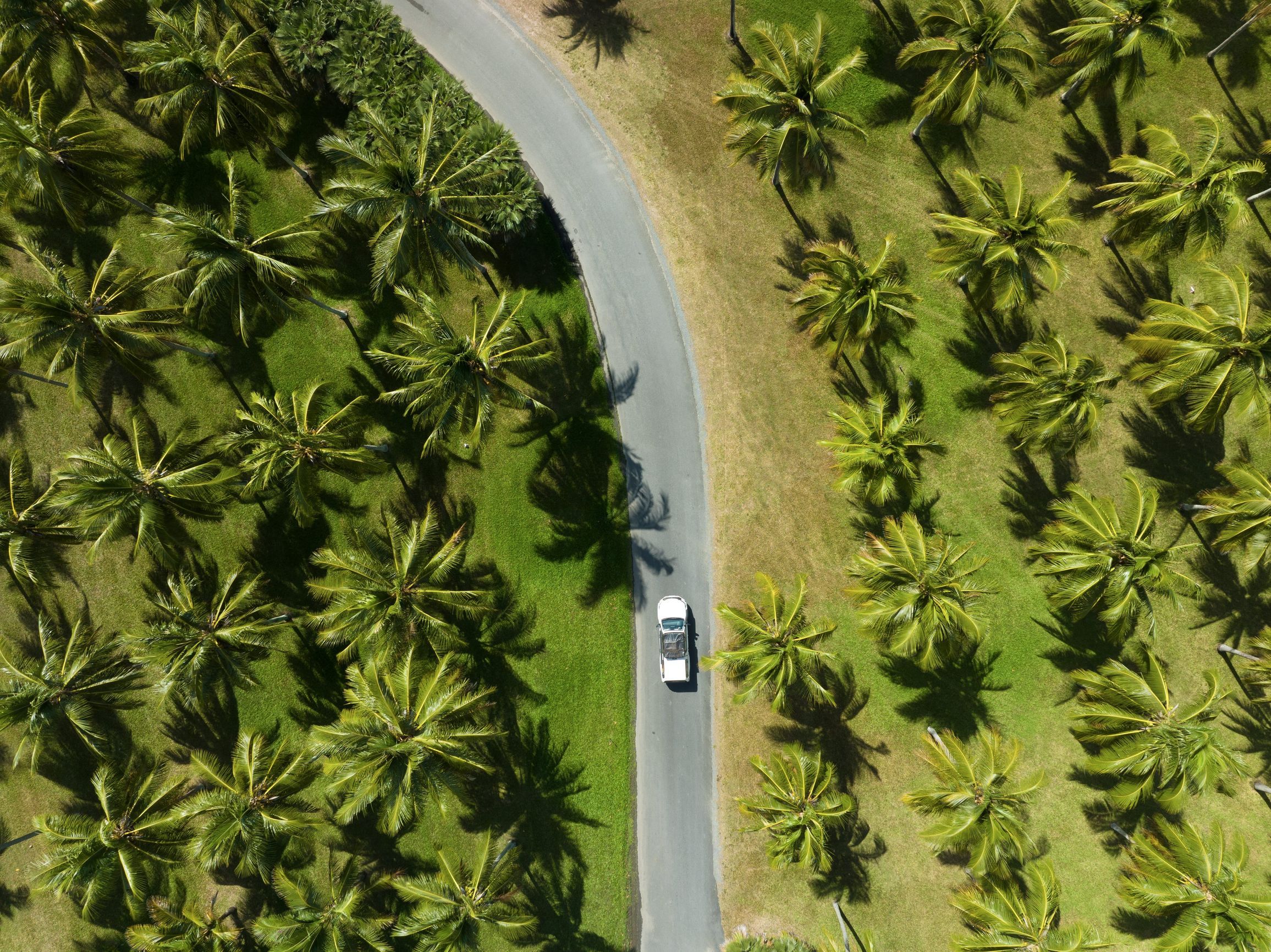 Vue aérienne voiture route palmiers tropicaux