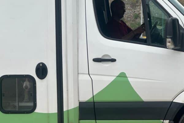 Chien regardant par la fenêtre d’un van